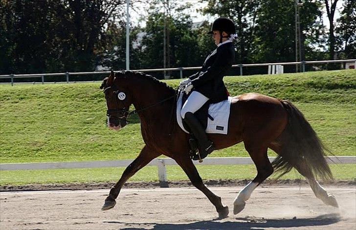 Welsh Cob (sec D) Kirz vanille Krokodille billede 19