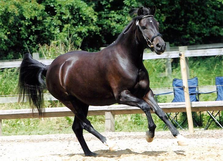 New Forest Hamborgs dahlia - Dahlia til kåring med forrige ejer.  billede 5