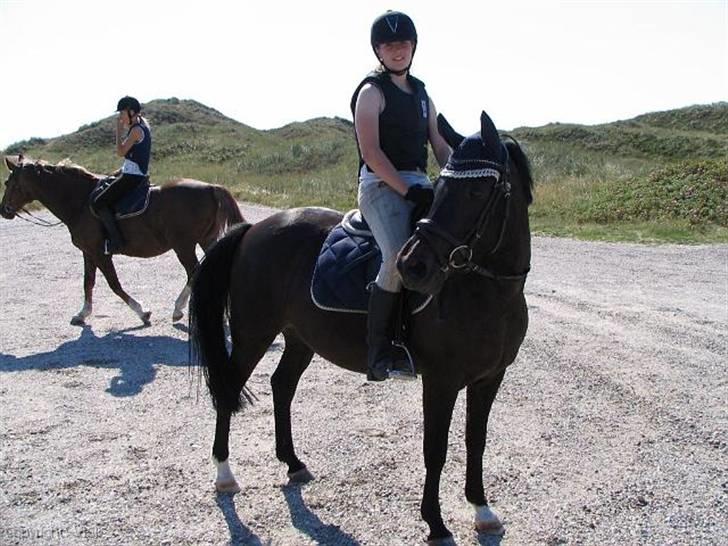 New Forest Hamborgs dahlia - Slapper af efter en galoptur på spridsbjerg strand 2009.  billede 9