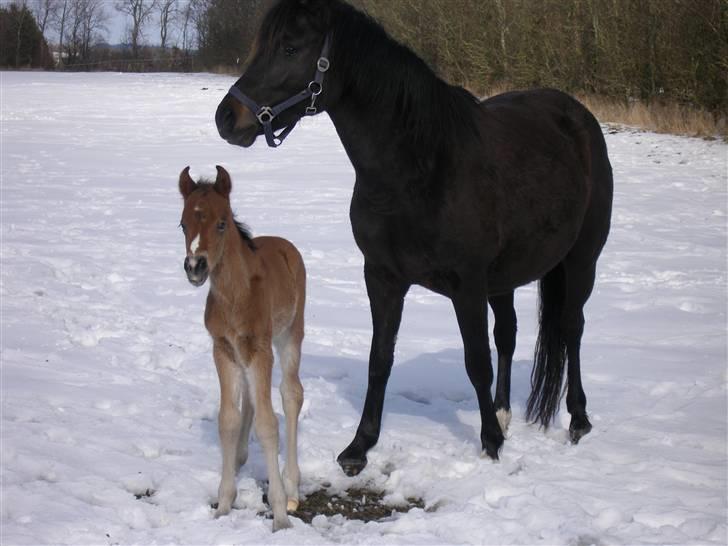 New Forest Hamborgs dahlia - Dahlia ved forrige ejer sammen med sit første føl, Hamborgs Fastac.  billede 6