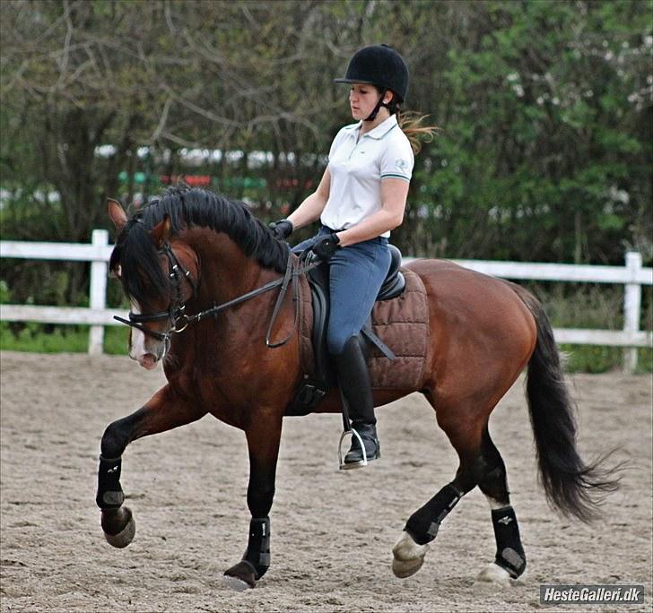 Welsh Cob (sec D) Kirz Vanill Krokodille*solgt* - lille Kroko i vintervejret billede 6