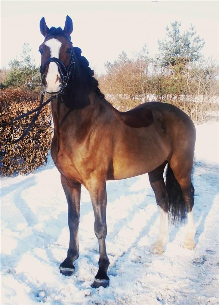 Welsh Cob (sec D) Kirz Vanill Krokodille*solgt* billede 7