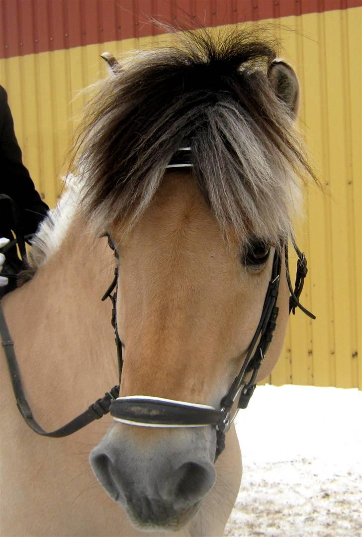 Fjordhest Laval Vinstrup  - Velkommen til Lavalampens profil xD Stævne d. 31. januar 2010 billede 1