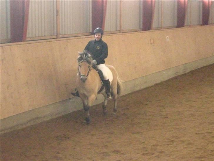 Fjordhest Laval Vinstrup  - Undskyld kvaliteten! Taget fra video.. Jørgen og Lavalampen xD billede 3