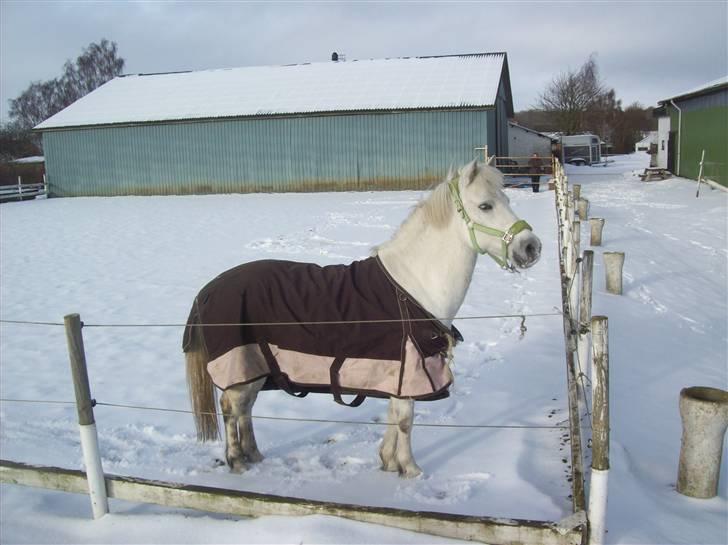 Anden særlig race bob  bytte  - billede tage den 31/1-2010 billede 12