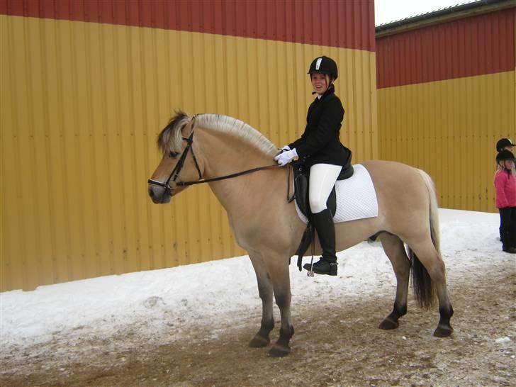 Fjordhest Laval Vinstrup  billede 4