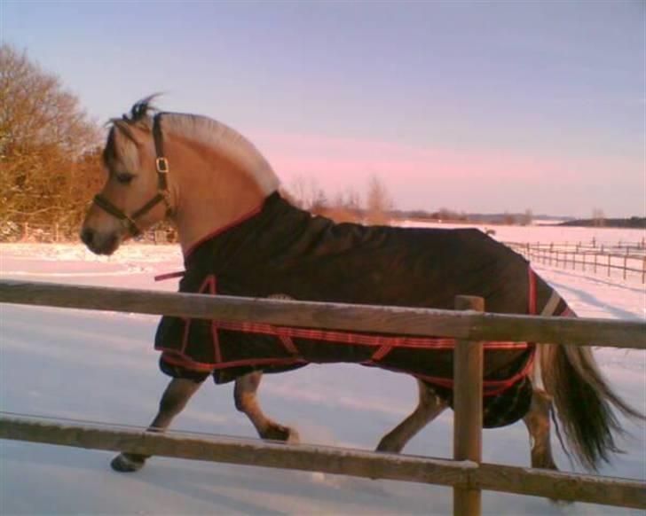 Fjordhest Laval Vinstrup  - Uhh, en hoppe! xD Kimmie og jeg kørte i hestevogn med en fjordhoppe foran . Dén var lækker! xD billede 5