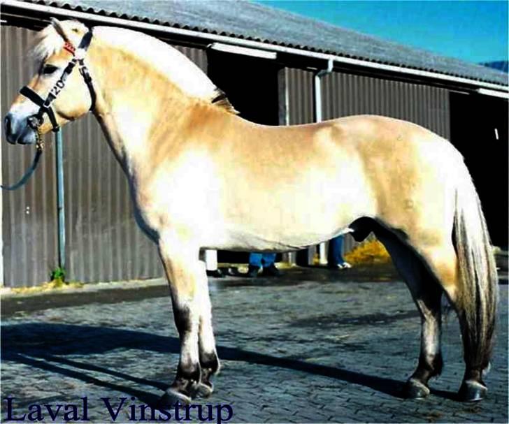 Fjordhest Laval Vinstrup  - Kåringsbillede på Vilhelmsborg, som 2½ års. Foto: ? billede 6