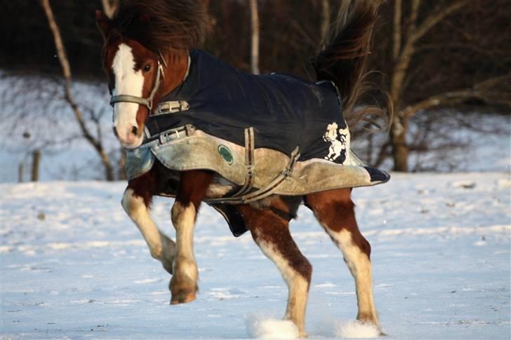 Welsh Pony af Cob-type (sec C) Thers Hey Harlekin - B-pony!! - Harlekin i sneen (; Foto. Mig billede 10