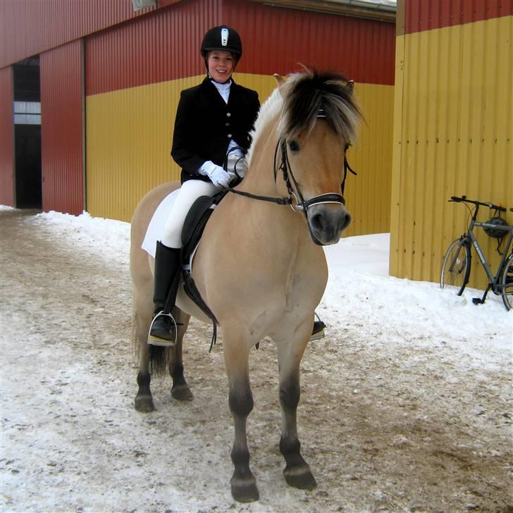 Fjordhest Laval Vinstrup  billede 7