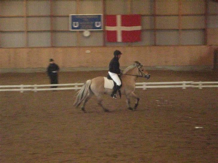 Fjordhest Laval Vinstrup  billede 8