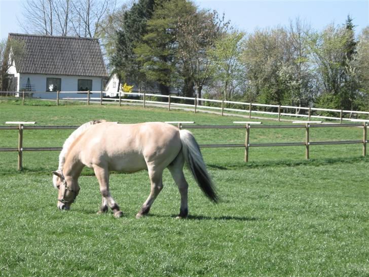 Fjordhest Laval Vinstrup  billede 9