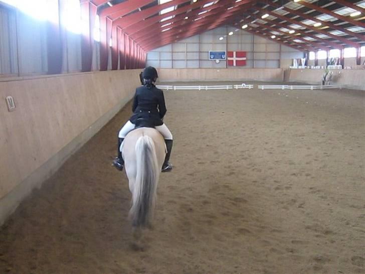 Fjordhest Laval Vinstrup  - Hingstehale.dk! xD billede 10