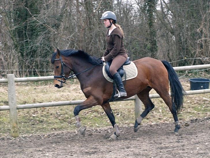 Anden særlig race Estonie - 1. Her har hun ikke været redet ret længe :)  billede 1