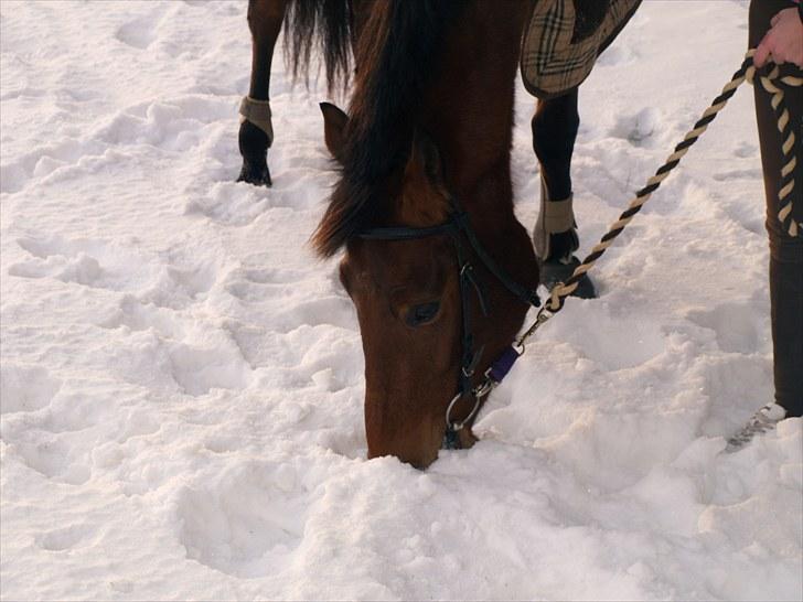 Anden særlig race Estonie - 2. Estonie tager sig lige en bid sne, mmm? :D Skøre pony... billede 2