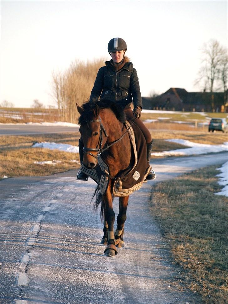 Anden særlig race Estonie - 5. I vinters på en af de første ture med Hotte Lotte :D billede 5