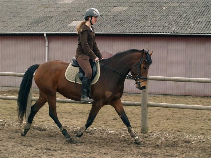Anden særlig race Estonie - 6. Her har hun ikke været redet ret længe :)  billede 6