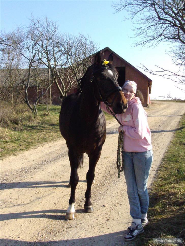 Dansk Varmblod »Gorm«  - (4) Min lille pony hest<3   *foto Mor* billede 4