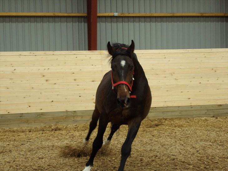 Dansk Varmblod »Gorm«  - (5) Gorm i fuld fart:p  *foto Marianne* billede 5