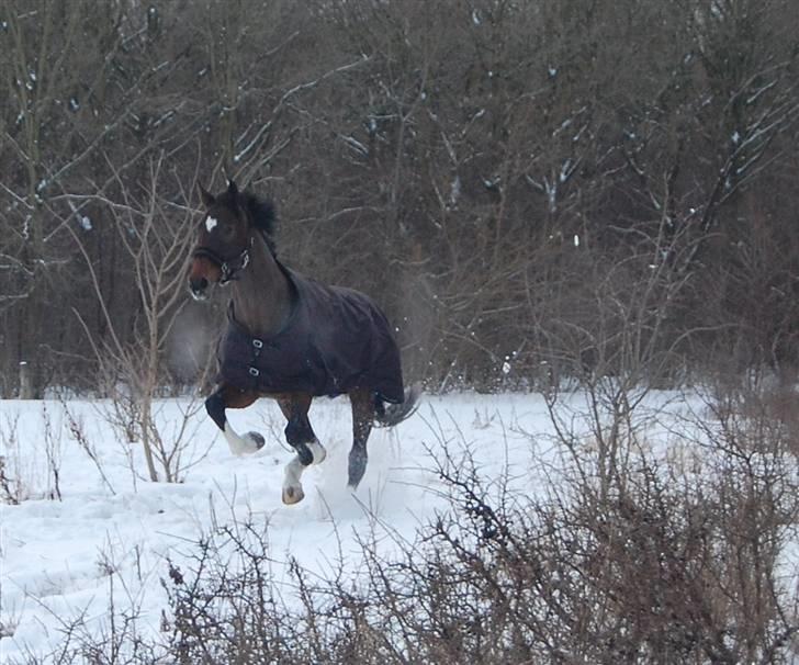 Dansk Varmblod Legrando lyngkær - nr 18. Bassen der Hygger sig i snen.  billede 19