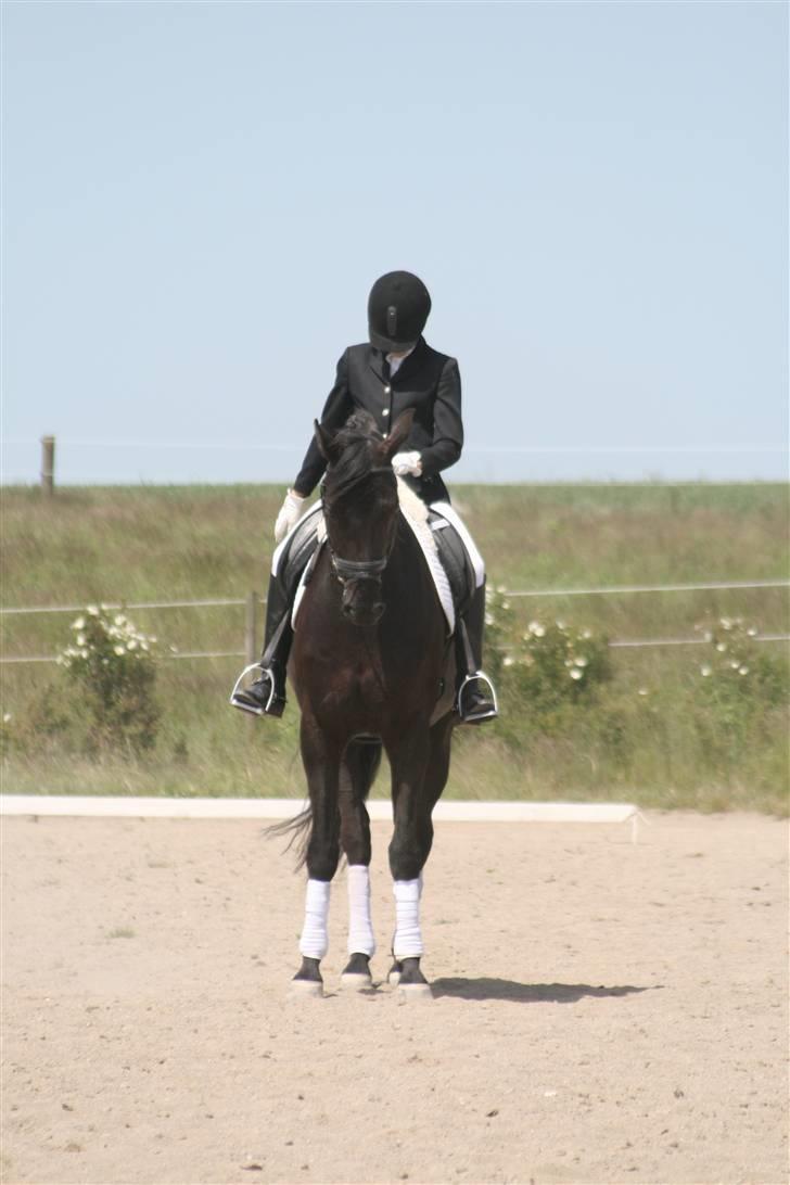 Hannoveraner Rigo Royal *R.I.P* billede 7