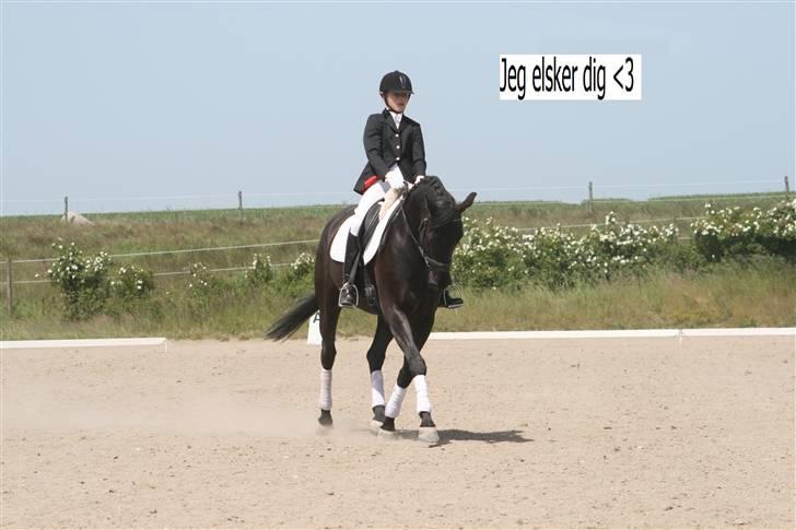 Hannoveraner Rigo Royal *R.I.P* billede 8