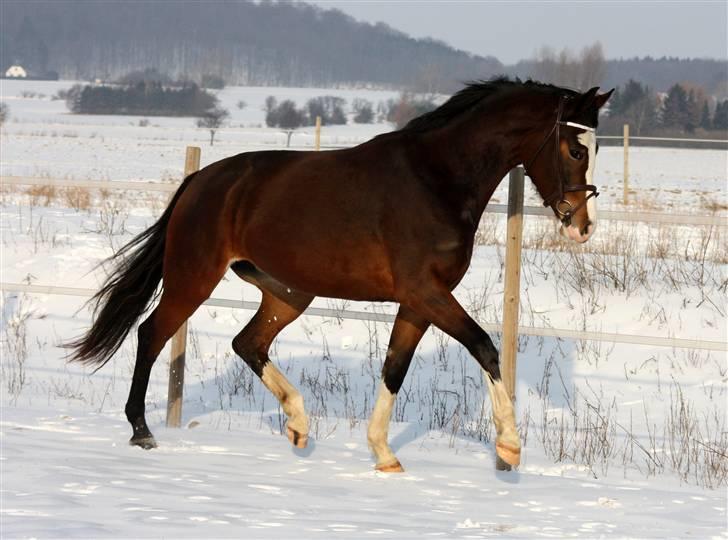 Dansk Varmblod Hopla's Opera - Vinter 2010 / Taget af Karoline, 2.5 år billede 7