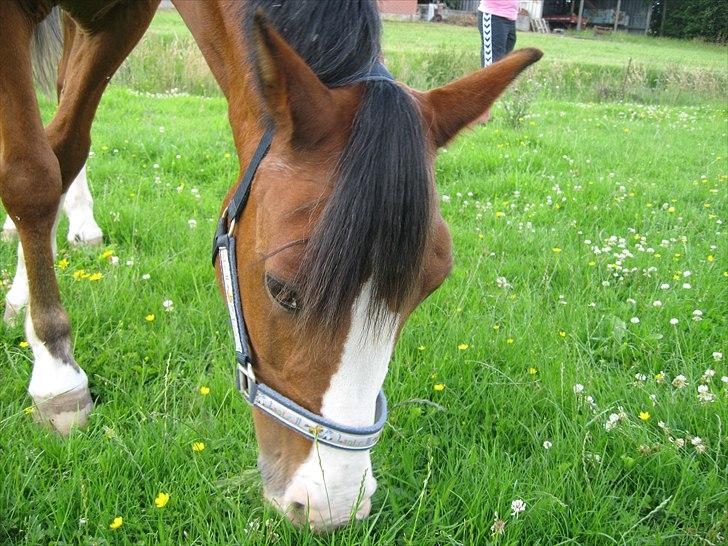 Anden særlig race Adoni - Adoni på fold i sommerhuset (: billede 15