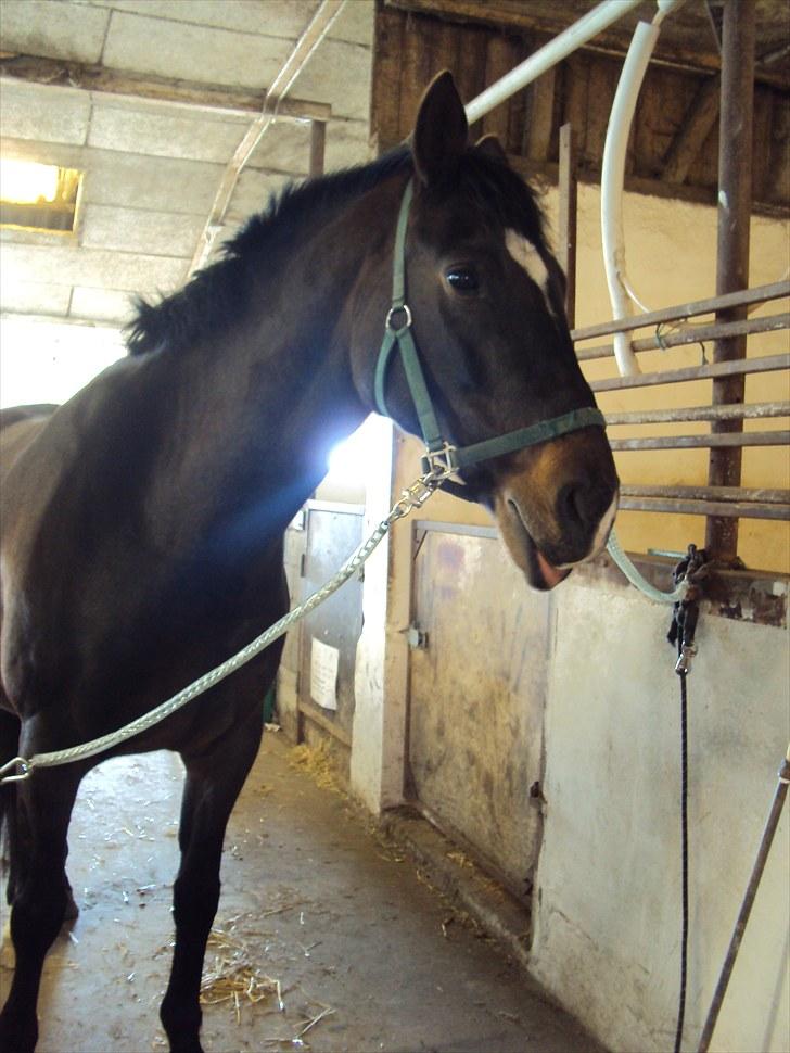 Dansk Varmblod Fan Ace  DH hoppe *halvpart* - 14# billede 8