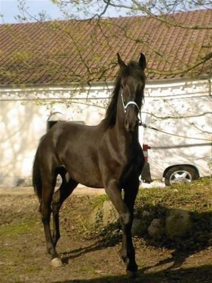 Anden særlig race Califf - Velkommen til Califf´s profil <3 billede 1