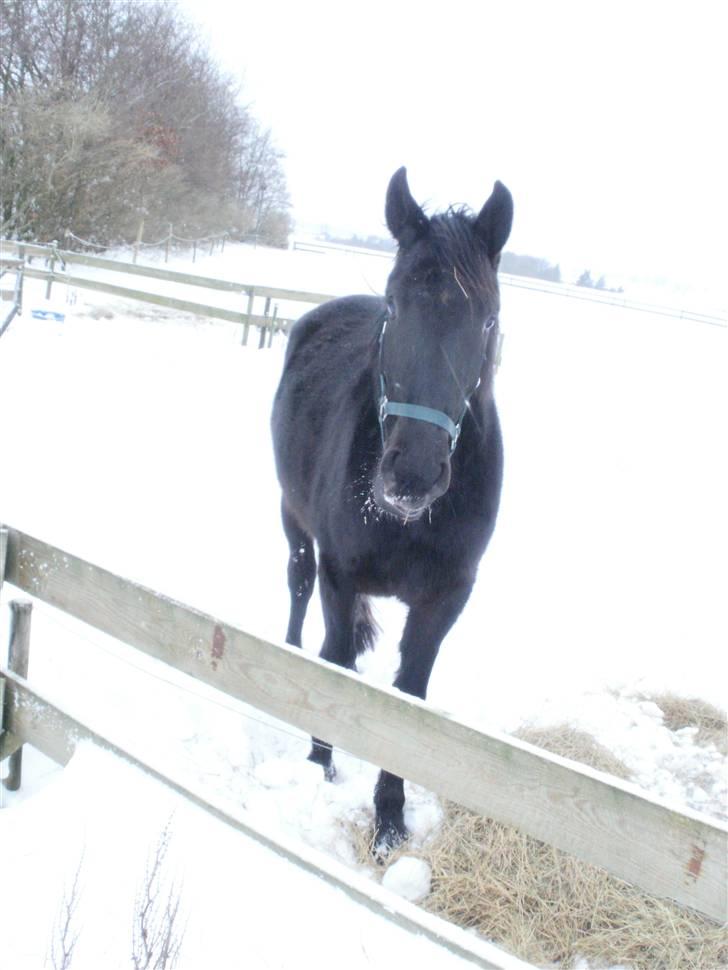 Anden særlig race Califf billede 3