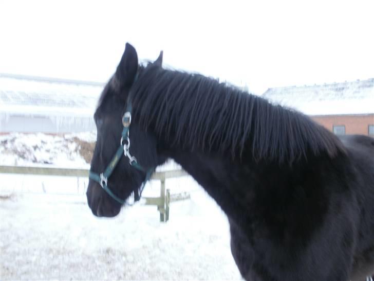 Anden særlig race Califf billede 4