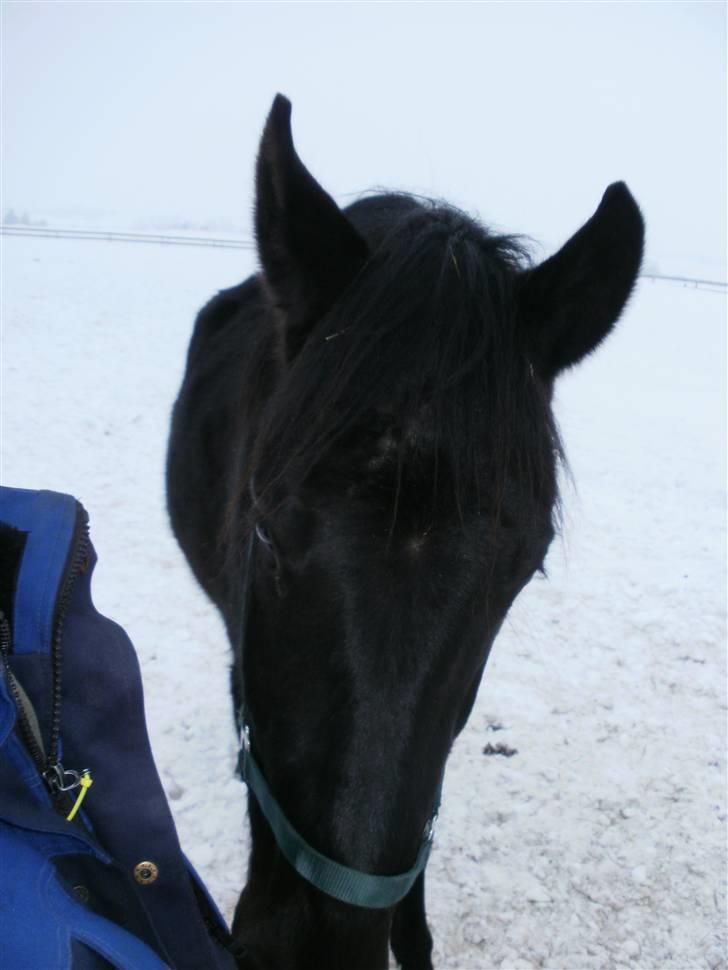 Anden særlig race Califf billede 5