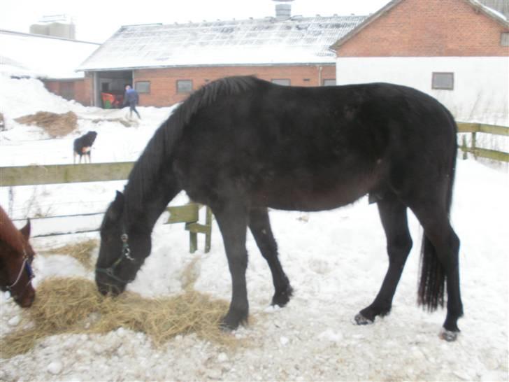 Anden særlig race Califf billede 6