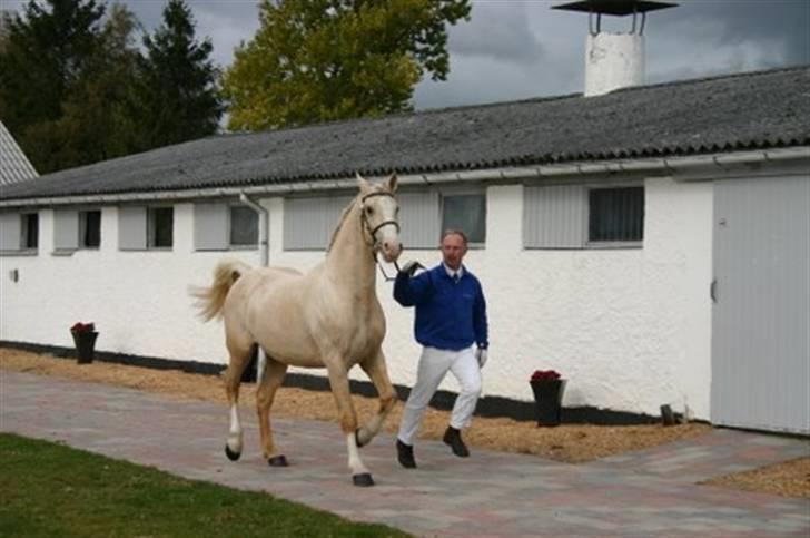 Frederiksborg Hector Krogvænget - Unghingstefremstilling 2009 billede 5