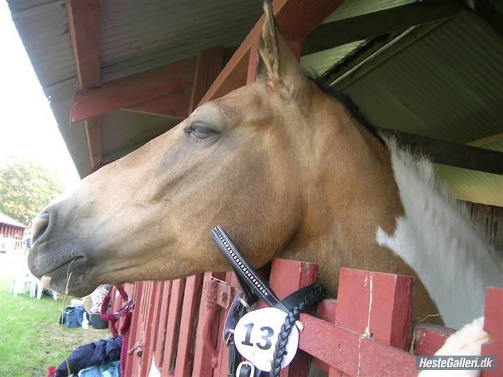 Pinto Royal Kasmina's Tiggi billede 2