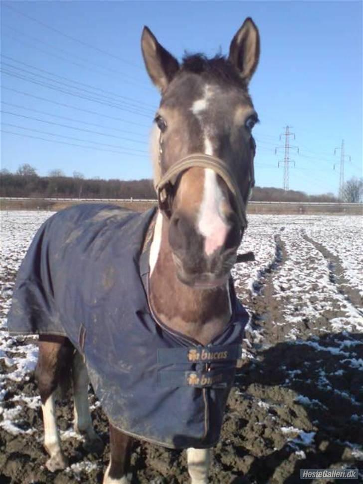 Pinto Royal Kasmina's Tiggi billede 3