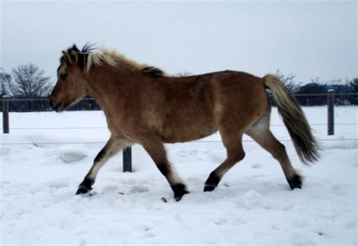 Fjordhest mille billede 16