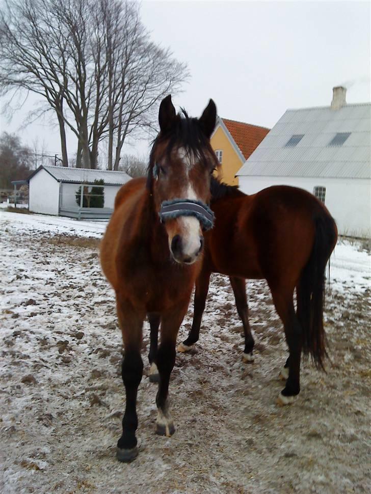 Dansk Varmblod Lyngbjergs Cannon Ball  billede 2