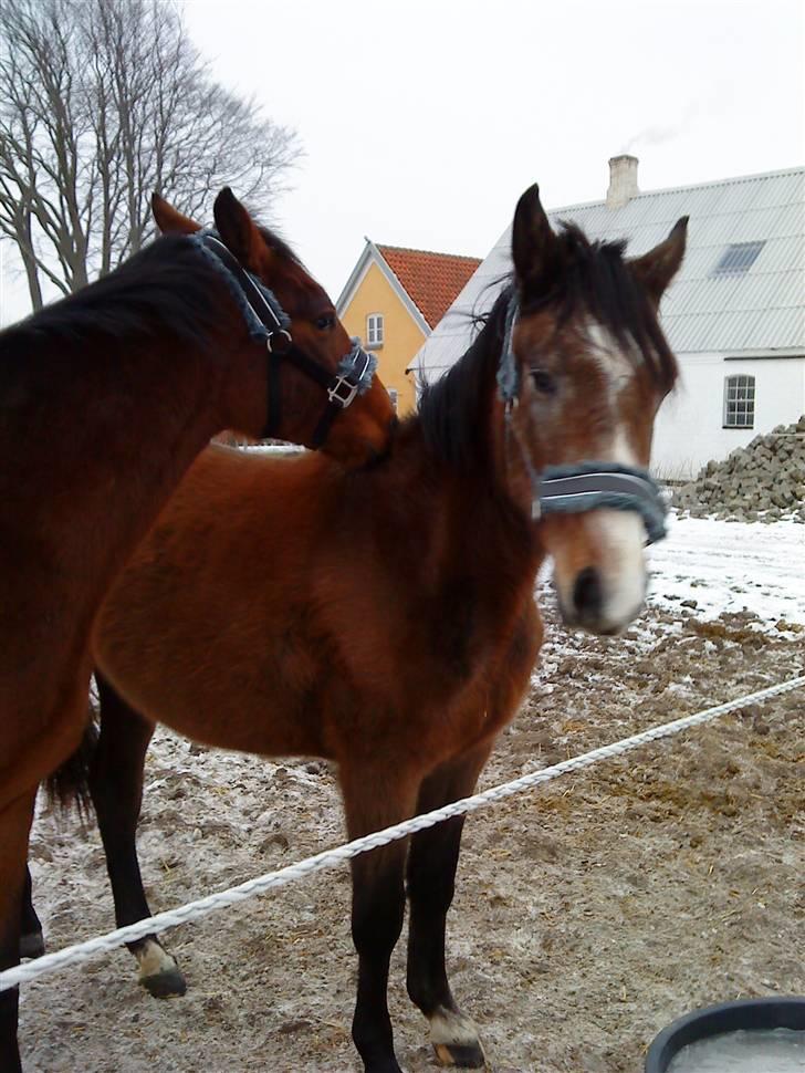 Dansk Varmblod Lyngbjergs Cannon Ball  billede 3