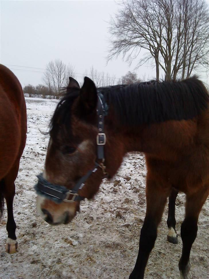 Dansk Varmblod Lyngbjergs Cannon Ball  billede 4