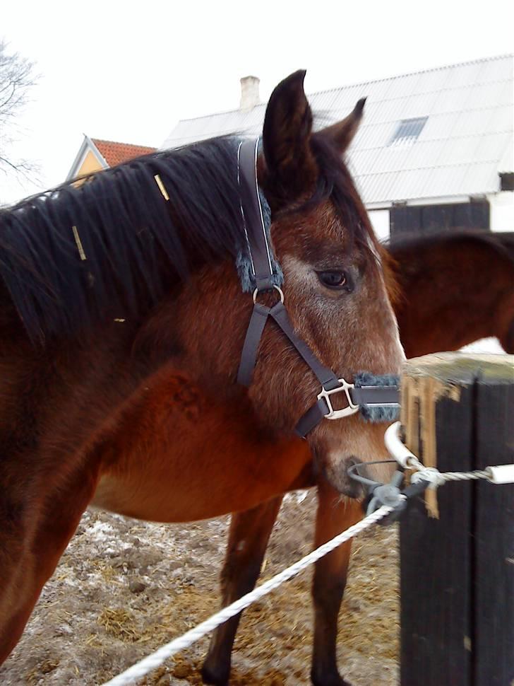 Dansk Varmblod Lyngbjergs Cannon Ball  billede 5