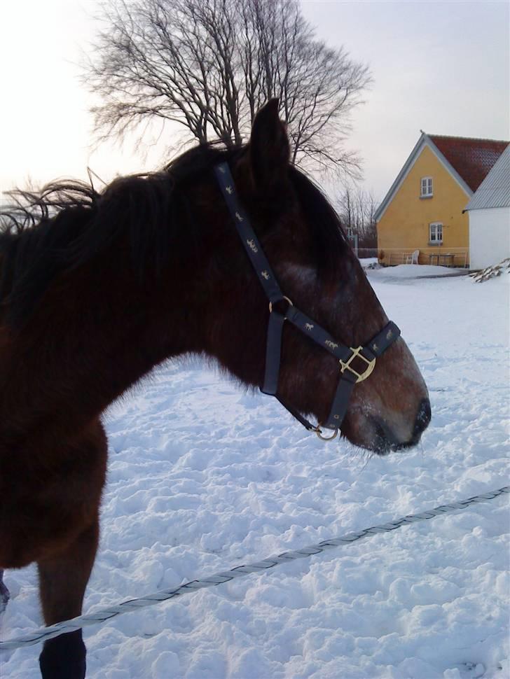 Dansk Varmblod Lyngbjergs Cannon Ball  billede 6