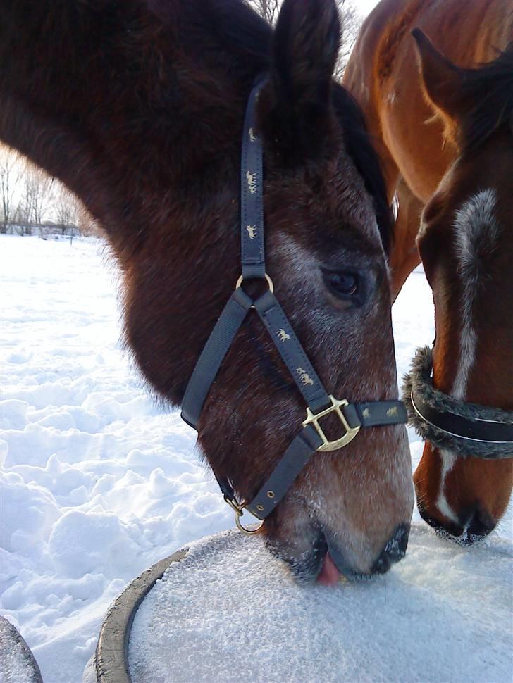 Dansk Varmblod Lyngbjergs Cannon Ball  billede 7