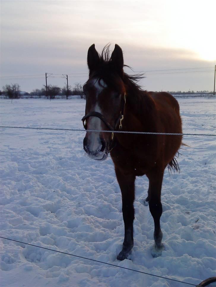 Dansk Varmblod Lyngbjergs Cannon Ball  billede 8