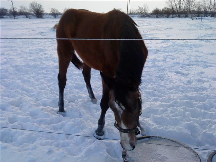 Dansk Varmblod Lyngbjergs Cannon Ball  billede 9