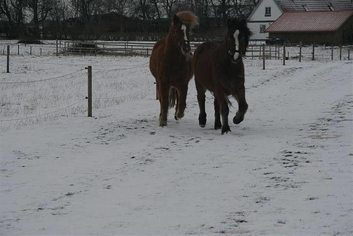 Islænder Heimir fraTókastöðumSOLGT - Fotograf Ingelise Nielsen billede 13