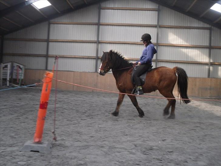 Islænder Heimir fraTókastöðumSOLGT - 29 April 2010 :) billede 14