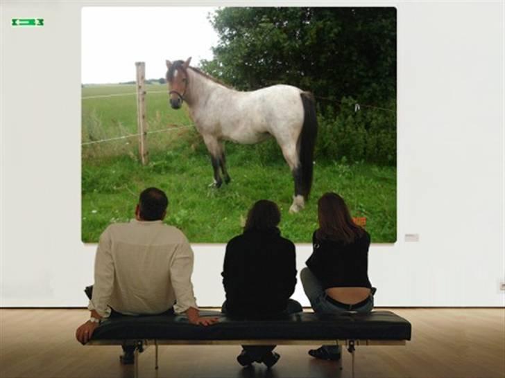 Anden særlig race Hedins anna-bella (solgt) billede 16