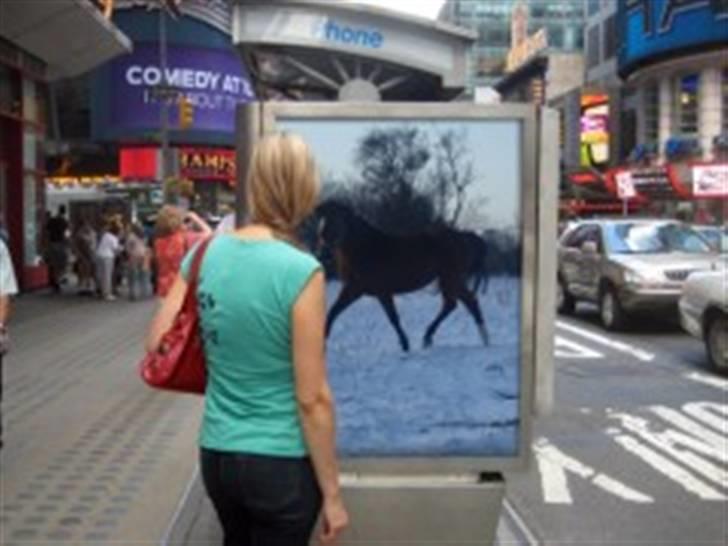 Dansk Varmblod Gladi billede 13